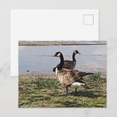 GÄNSE Postkarte (Vorne/Hinten)