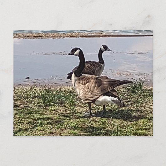 GÄNSE Postkarte (Vorderseite)