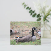 Gänse Postkarte (Stehend Vorderseite)