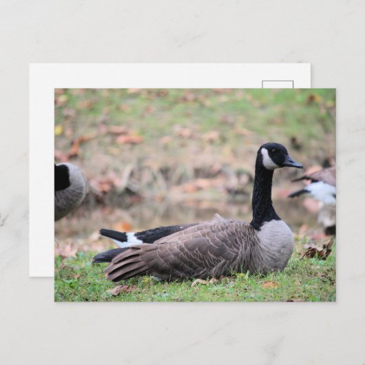 Gänse Postkarte (Vorne/Hinten)