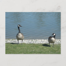 Gänse Postkarte