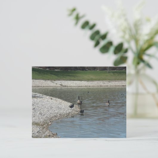 Gänse Postkarte (Stehend Vorderseite)