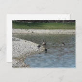Gänse Postkarte (Vorne/Hinten)