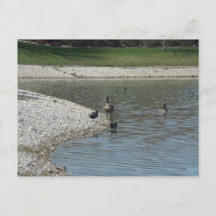 Gänse Postkarte