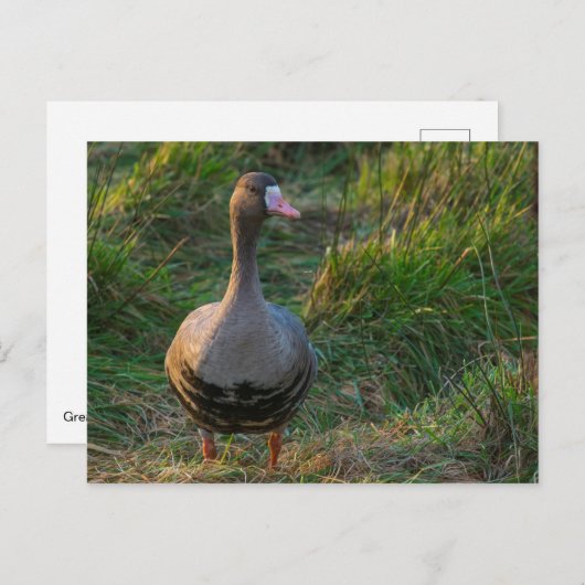 Gänse Postkarte (Vorne/Hinten)