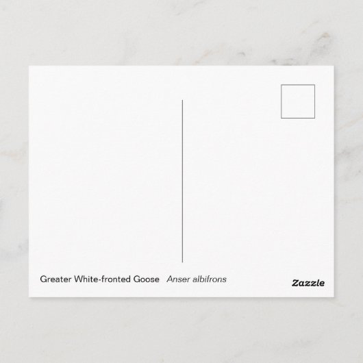 Gänse Postkarte (Rückseite)