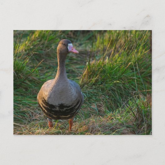 Gänse Postkarte (Vorderseite)