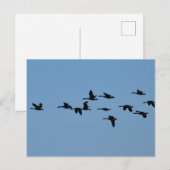 Gänse Postkarte (Vorne/Hinten)