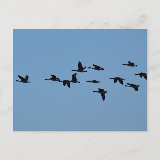 Gänse Postkarte (Vorderseite)
