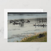 Gänse Postkarte (Vorne/Hinten)