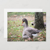 Gänse Postkarte (Vorne/Hinten)