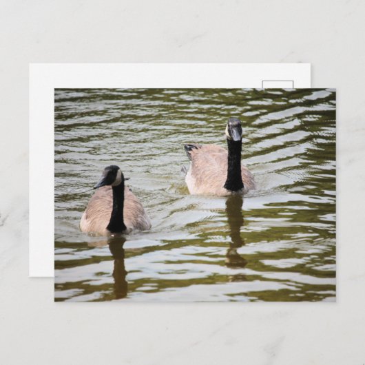Gänse Postkarte (Vorne/Hinten)