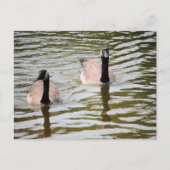 Gänse Postkarte (Vorderseite)