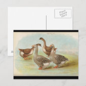 Gänse Postkarte (Vorne/Hinten)
