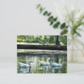 Gänse Postkarte (Stehend Vorderseite)