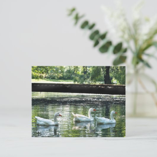 Gänse Postkarte (Stehend Vorderseite)