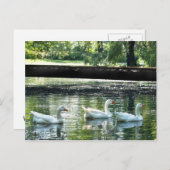 Gänse Postkarte (Vorne/Hinten)