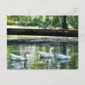 Gänse Postkarte (Vorderseite)