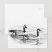 Gänse Postkarte (Vorne/Hinten)