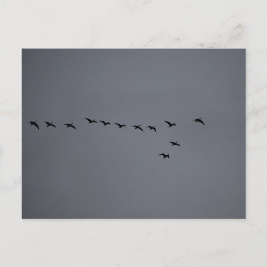 Gänse- Postkarte (Vorderseite)
