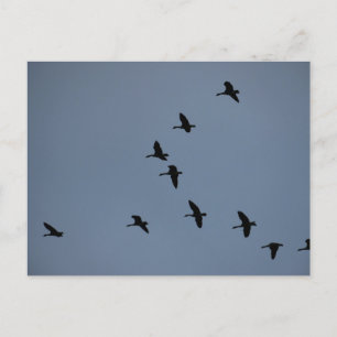 Gänse Postkarte