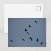 Gänse Postkarte (Vorne/Hinten)