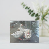Gänse Postkarte (Stehend Vorderseite)