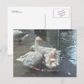 Gänse Postkarte (Vorne/Hinten)