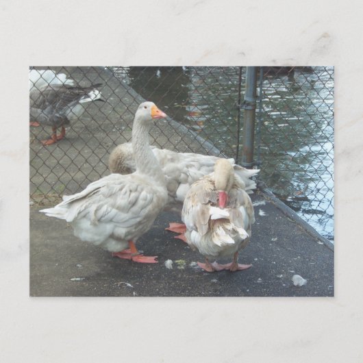 Gänse Postkarte (Vorderseite)
