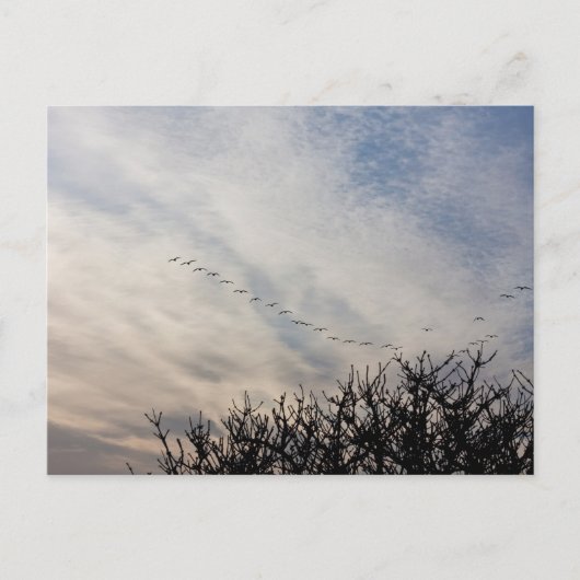 Gänse Postkarte (Vorderseite)