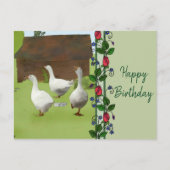 Gänse Postkarte (Vorderseite)