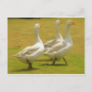 Gänse Postkarte