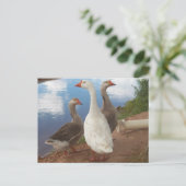 Gänse Postkarte (Stehend Vorderseite)