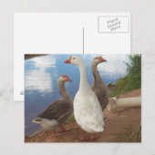 Gänse Postkarte (Vorne/Hinten)