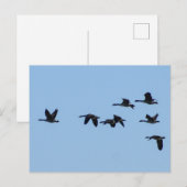 Gänse Postkarte (Vorne/Hinten)