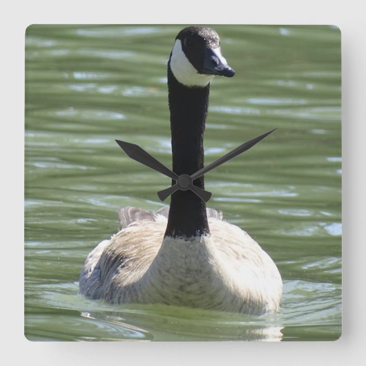 Gänse Quadratische Wanduhr (Vorderseite)