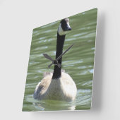 Gänse Quadratische Wanduhr (Winkel)