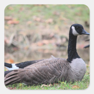 Gänse Quadratischer Aufkleber