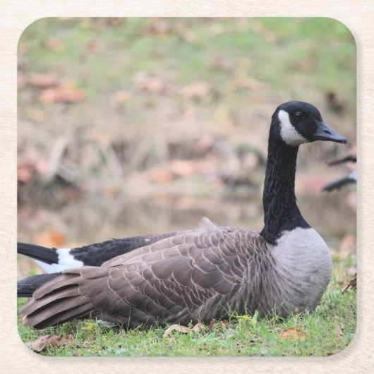 Gänse Rechteckiger Pappuntersetzer (Vorderseite)