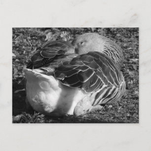 Gänse (schwarz und weiß) postkarte