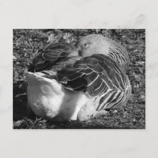 Gänse (schwarz und weiß) postkarte