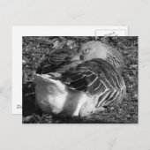 Gänse (schwarz und weiß) postkarte (Vorne/Hinten)