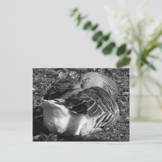 Gänse (schwarz und weiß) postkarte (Stehend Vorderseite)