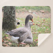 Gänse Sherpadecke (Vorderseite (Horizontal))