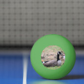 Gänse Tischtennisball (Netto)
