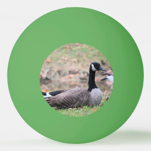 Gänse Tischtennisball (Vorderseite)