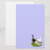 Gänse: Tufted Trio Briefpapier (Vorne/Hinten)