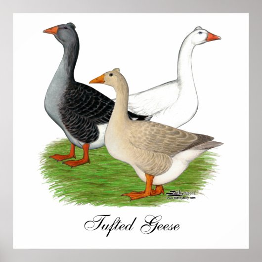 Gänse: Tufted Trio Poster (Vorne)