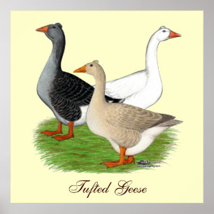 Gänse: Tufted Trio Poster