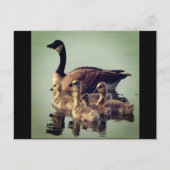 Gänse und Babys Postkarte (Vorderseite)